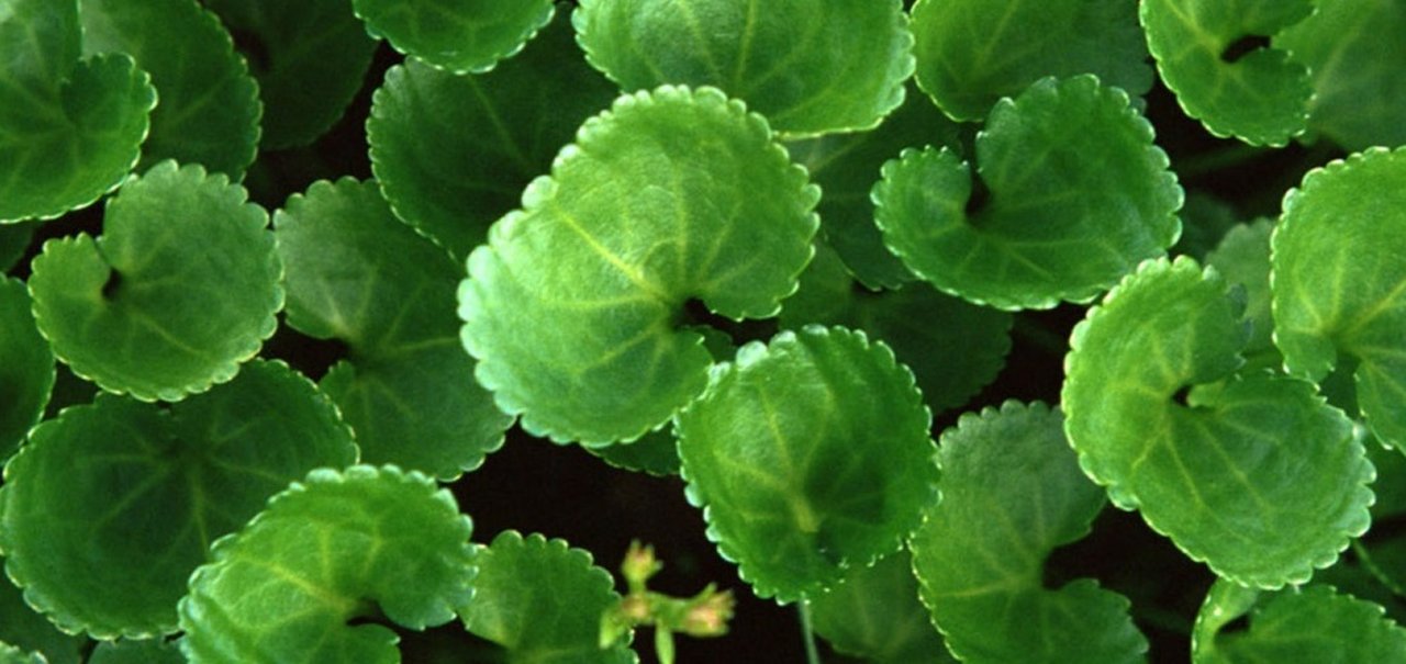 Folhas artificiais já podem fazer fotossíntese de maneira natural