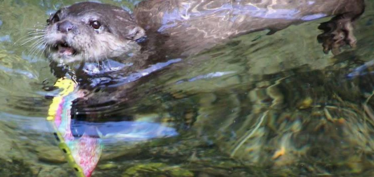 Lontra recupera Lumia de turista que derrubou aparelho dentro de piscina