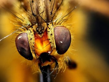 Estas imagens macroscópicas vão mudar a forma como você vê alguns bichos