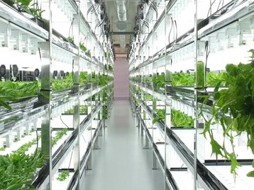 Toshiba inicia produção de verduras que não precisam ser lavadas