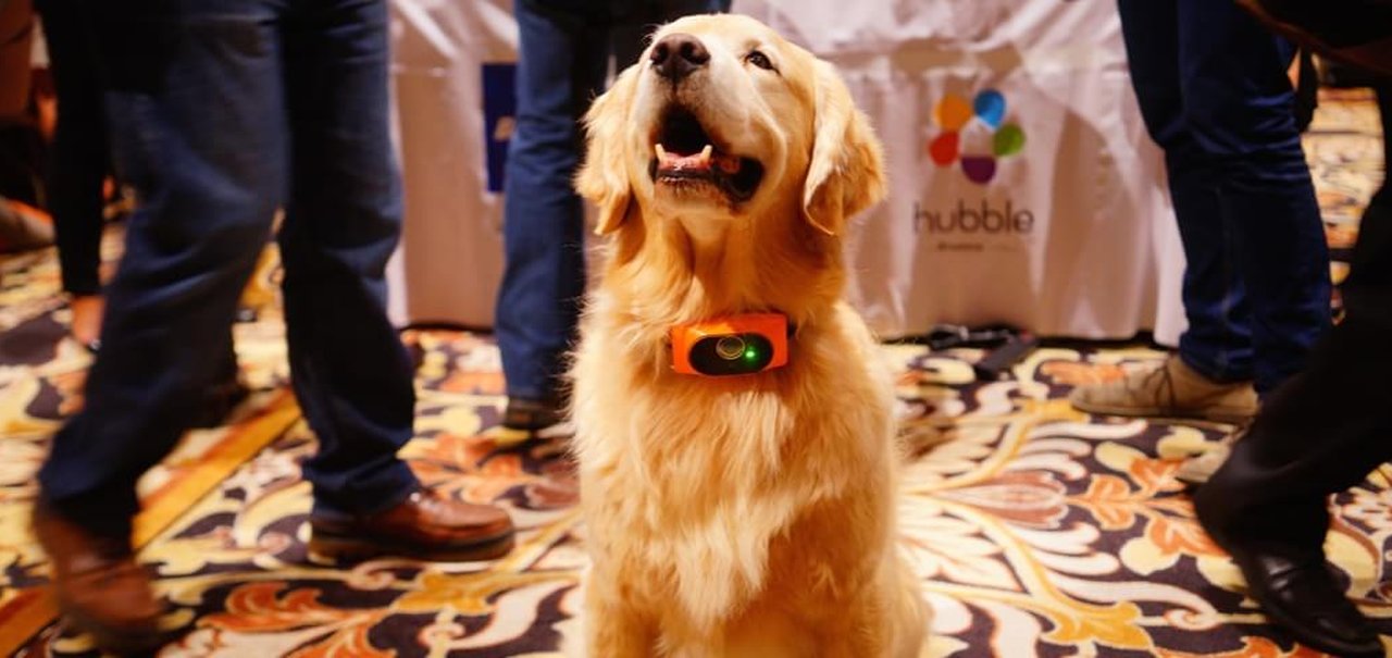 Coleira tecnológica promete facilitar a vida de quem tem um cachorro