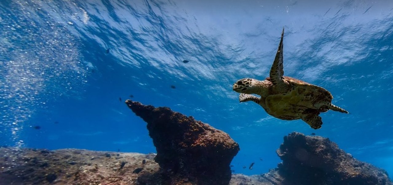 Já é possível 'nadar' em Fernando de Noronha com o Google Street View