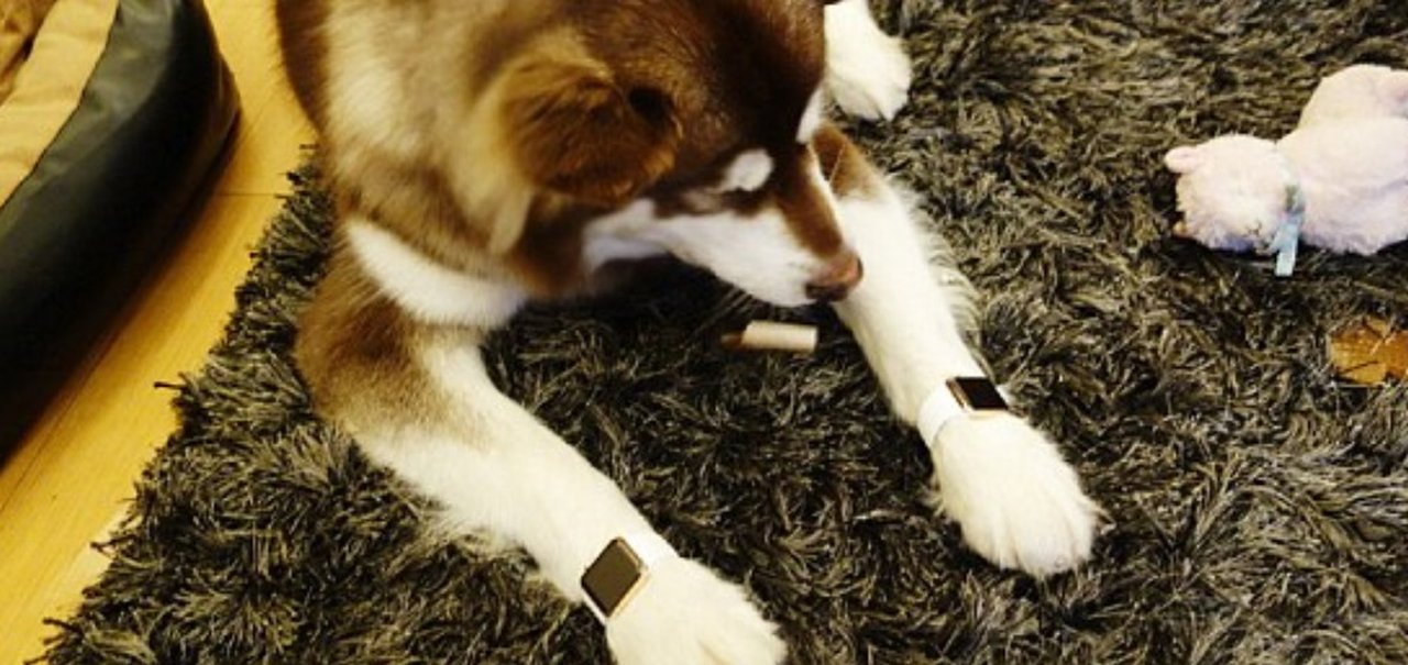 Filho de bilionário chinês presenteia cachorro com dois Apple Watches