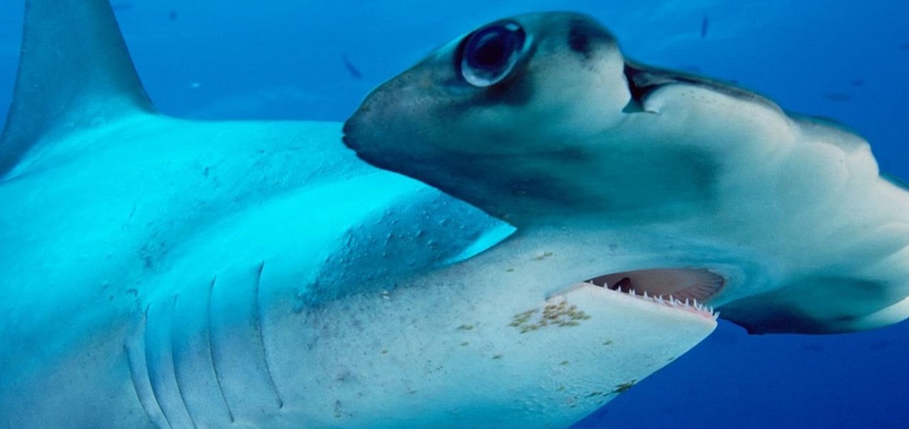 GoPro na cabeça de um tubarão mostra a vida no fundo do mar em 4K [vídeo]