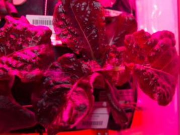 Astronautas da ISS comem salada cultivada no espaço pela primeira vez