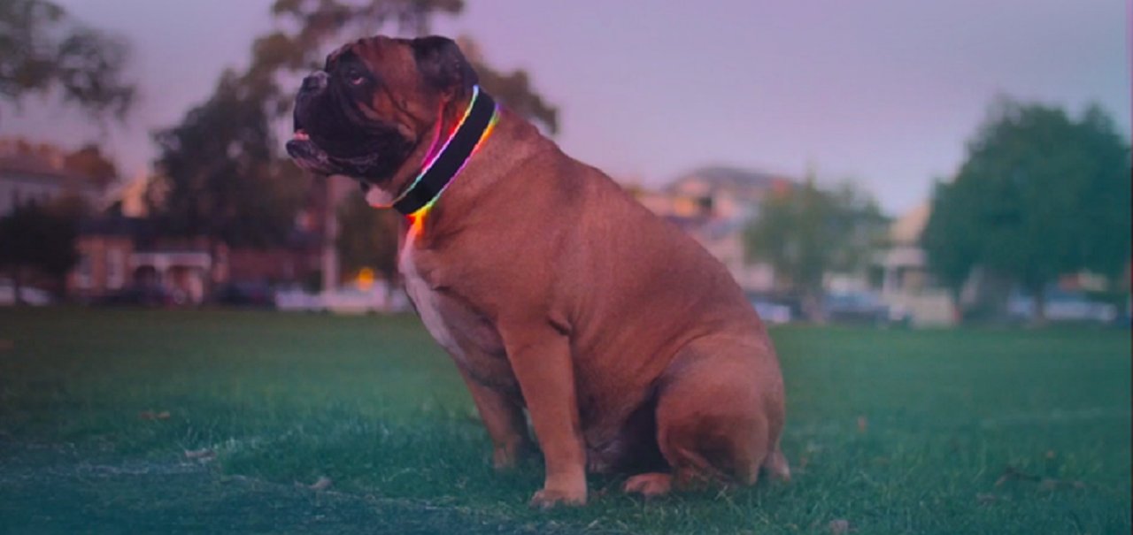 Estilo pra cachorro: agora você pode colocar um wearable no seu amigão