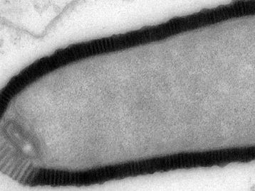Cientistas franceses querem ressuscitar vírus gigante de 30 mil anos