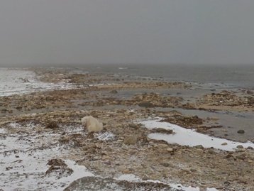 Tours do Street View o levam para áreas afetadas por mudanças climáticas
