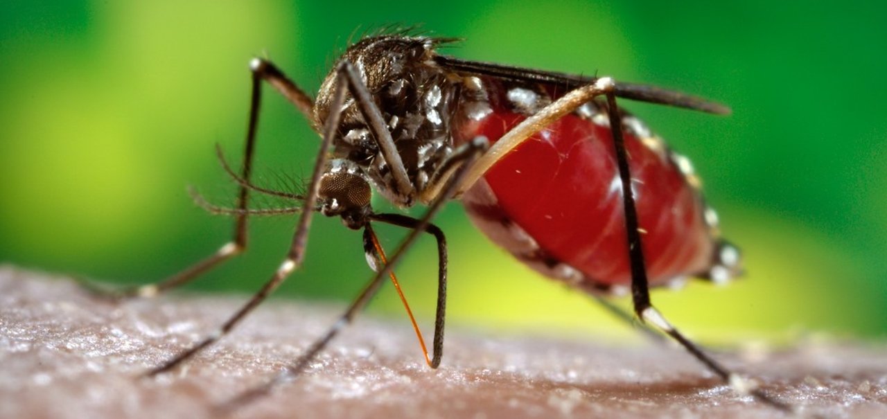 Brasileiros desenvolvem sensor que pode auxiliar no combate à dengue