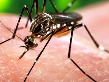 Xô, Zika: empresa usa mosquito geneticamente modificado para combater vírus