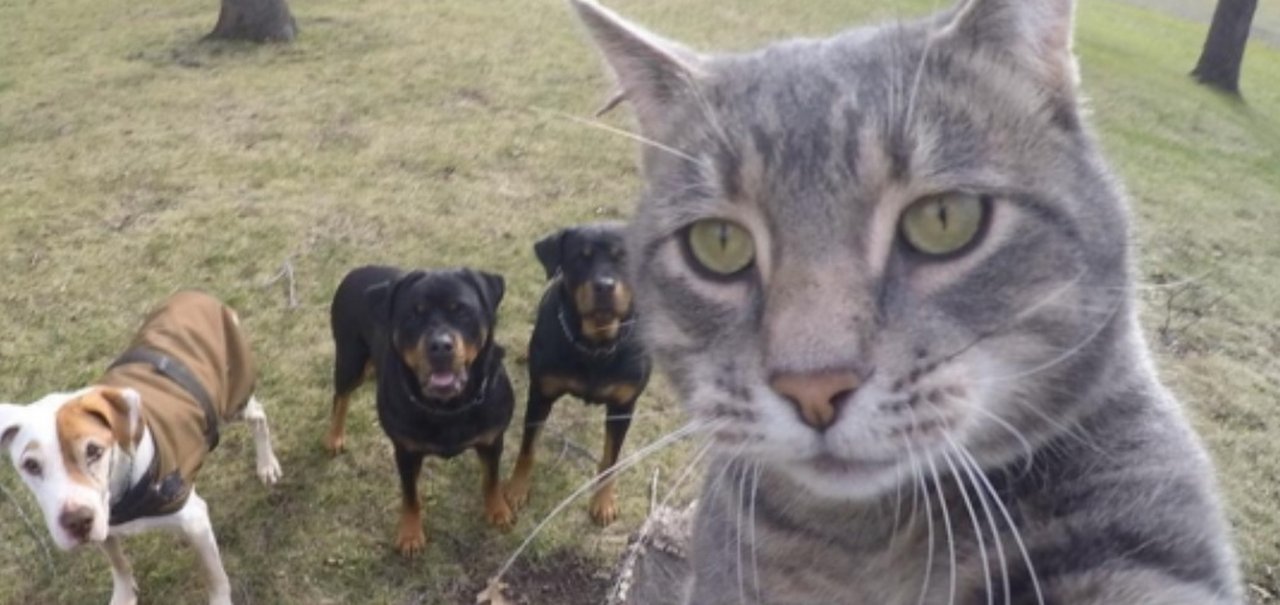 Os selfies deste gato são melhores do que os seus