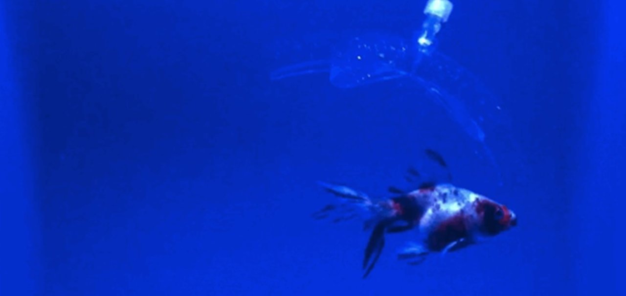 Engenheiros do MIT criam robô transparente capaz de pescar peixes