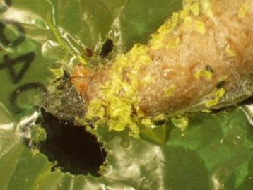 Cientistas estudam larvas que podem “comer” sacolas plásticas