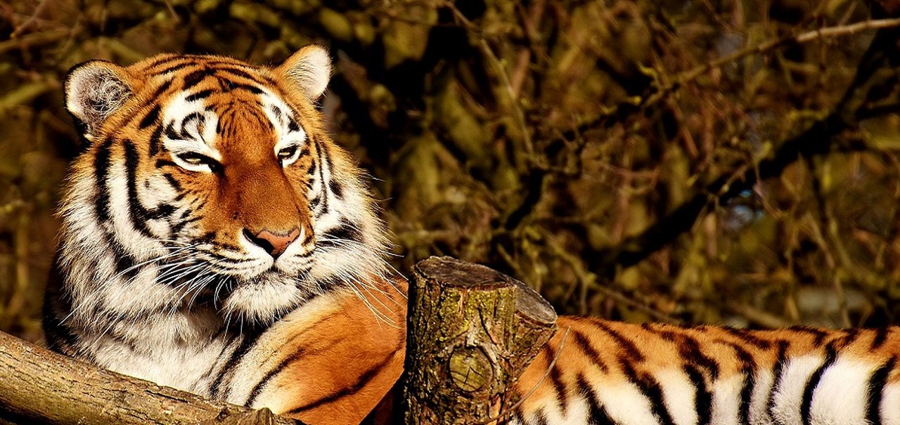 I.A. deixa pelagem animal mais realista em animações