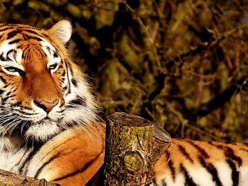 I.A. deixa pelagem animal mais realista em animações