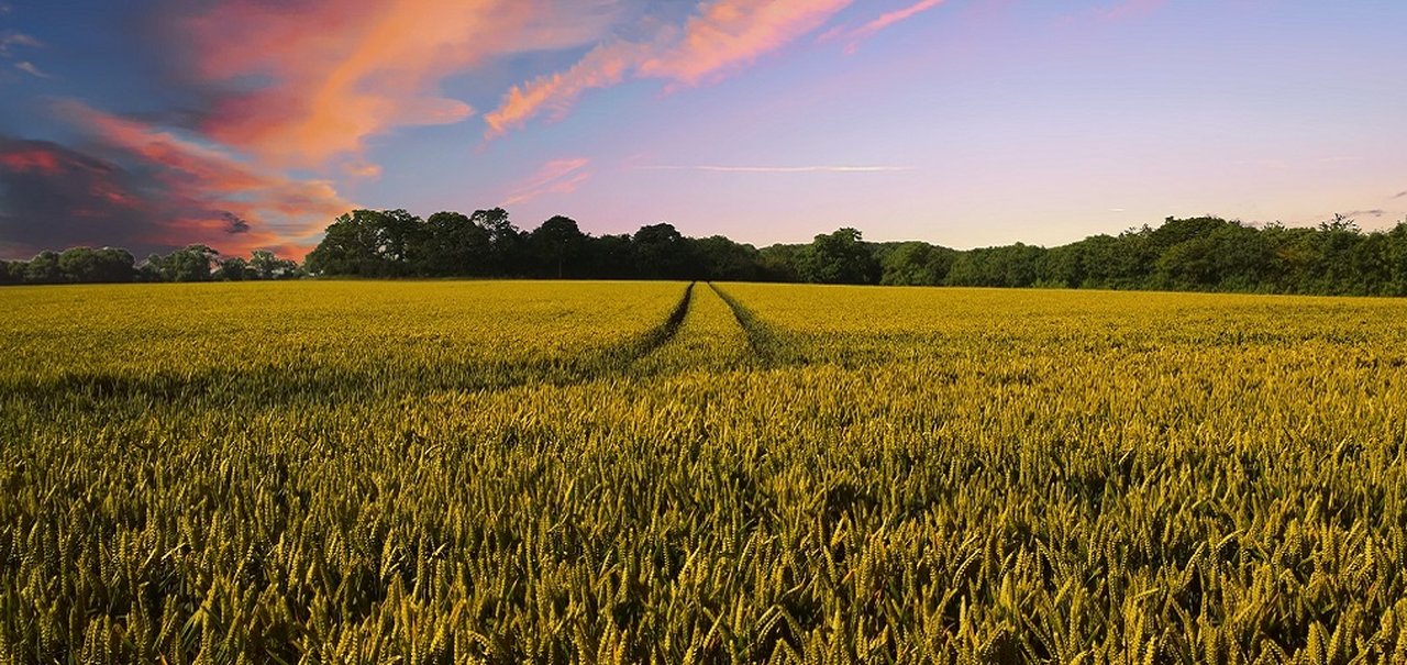 Alphabet X quer aprimorar agricultura com inteligência artificial