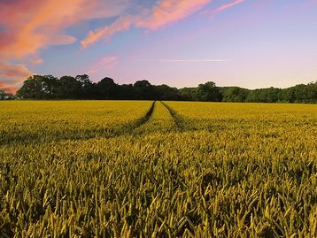 Alphabet X quer aprimorar agricultura com inteligência artificial