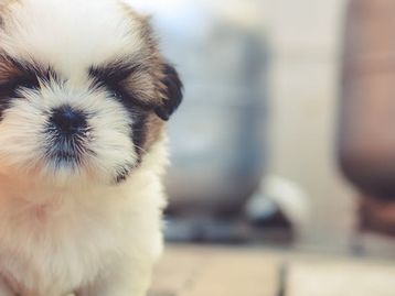 Gadget Pupple permite que você brinque com seu pet mesmo a distância