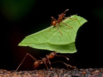 Formiga robô do MIT usa luz solar como guia de navegação