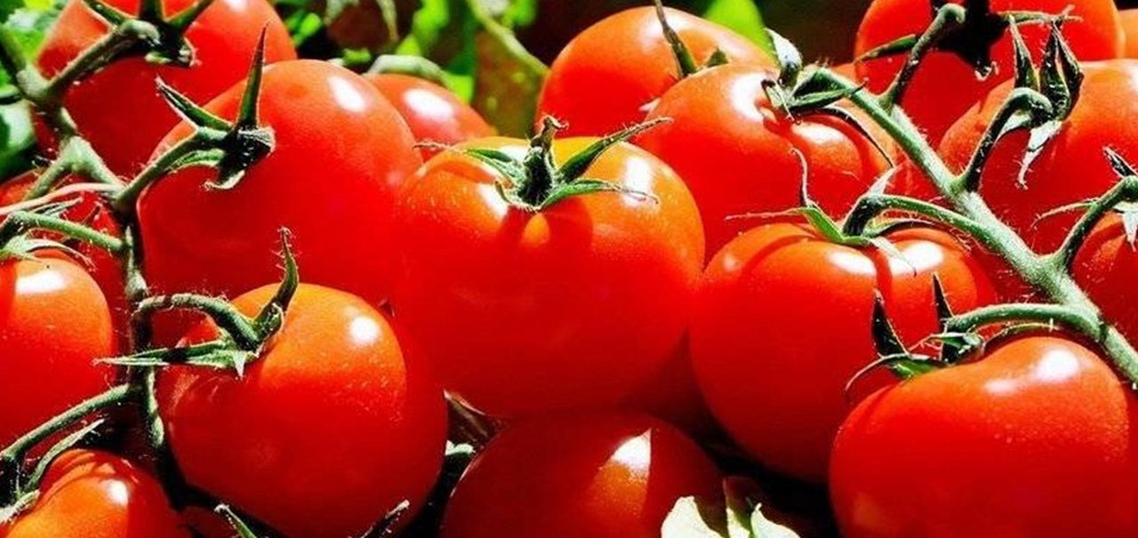 Ciência explica: por que o tomate vem perdendo sabor ao longo dos anos?