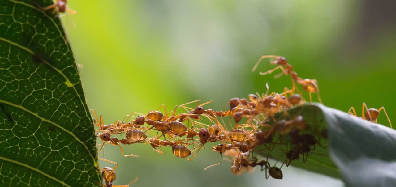 Cientistas criam 'robôs-formigas' que se comunicam e trabalham em conjunto