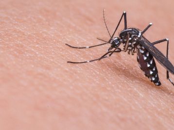 Grafeno pode servir como campo de força contra mosquitos
