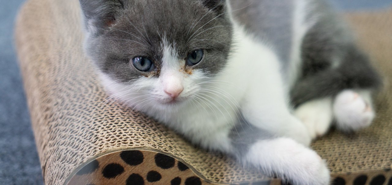 Empresa chinesa realiza primeira clonagem de gato