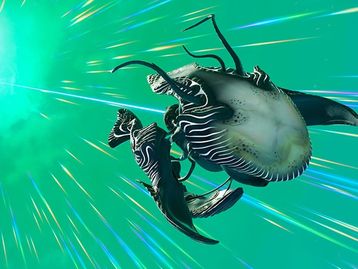 Estilo Tenchi Muyo: No Man’s Sky agora tem 'criaturas que viram naves'