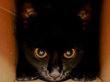 Físico 'desconstrói' Paradoxo do Gato de Schrödinger para explicá-lo