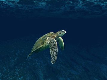 Tartarugas sentem cheiro de comida em plástico, dizem cientistas