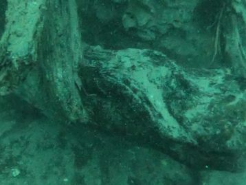 Floresta submersa há 60 mil anos pode ser fonte de novos remédios
