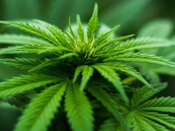 Estudo sugere eficácia da cannabis no tratamento da covid-19