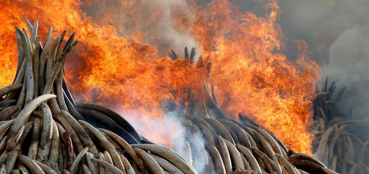 Mundo vive onda de extinções em massa provocada pelo homem