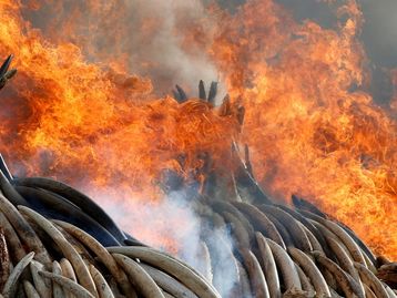 Mundo vive onda de extinções em massa provocada pelo homem