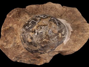 Primeiros dinossauros botavam ovos de casca mole, revela estudo