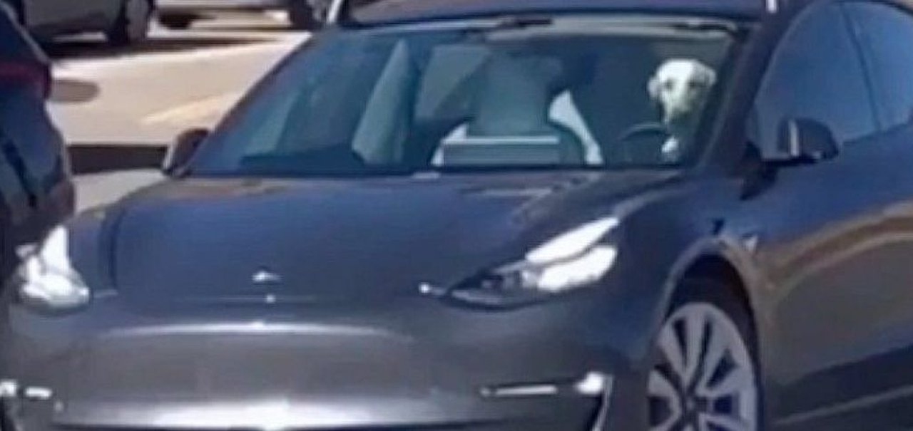 Cachorro é pego 'dirigindo' Tesla Model 3 nos EUA; assista