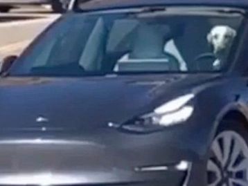 Cachorro é pego 'dirigindo' Tesla Model 3 nos EUA; assista