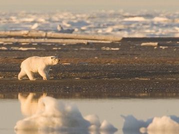 Urso-polar pode ser extinto por causa de fome até 2100
