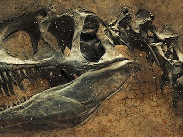 Estudo identifica primeiro caso de câncer maligno em dinossauro