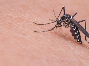 Experimento vai liberar 750 milhões de mosquitos modificados nos EUA