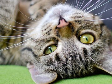 Imunidade dos gatos ao coronavírus pode ser utilizada em vacinas 