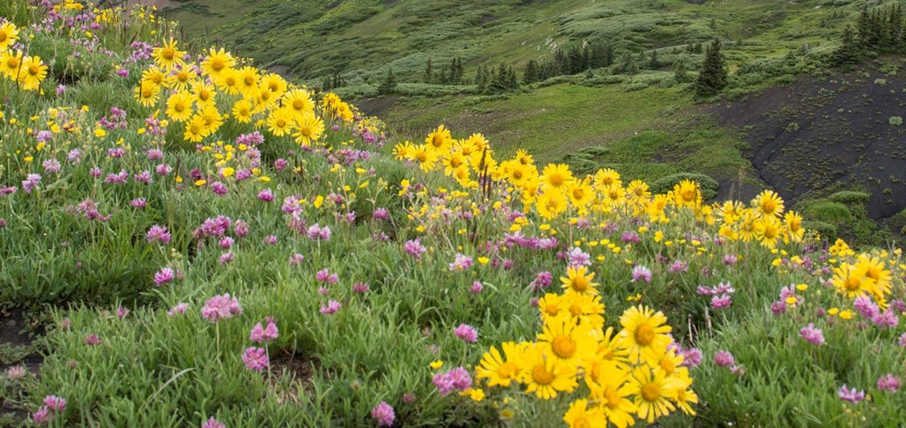 As flores mudaram sua pigmentação por causa das mudanças do clima