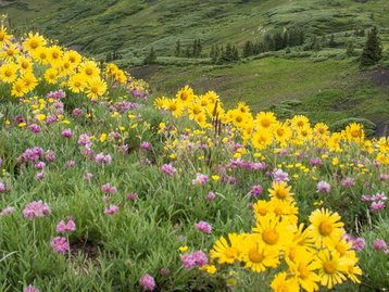 As flores mudaram sua pigmentação por causa das mudanças do clima