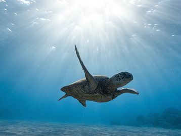 Oceano Atlântico enfrenta sua década mais quente em 3 milênios