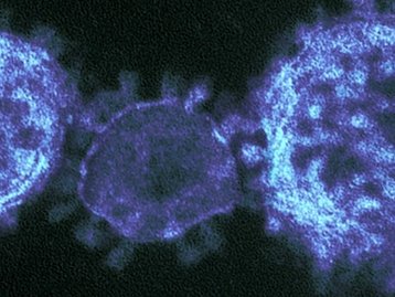 Coronavírus pode ter mais de 4 mil variantes em todo o mundo