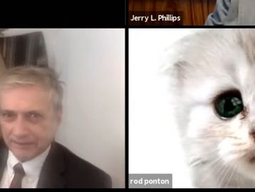 Advogado entra em audiência online usando filtro de gatinho nos EUA