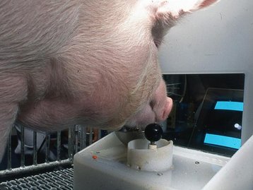 Cientistas ensinam porcos a jogarem videogame