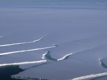 Criaturas misteriosas são descobertas em camada da Antártica