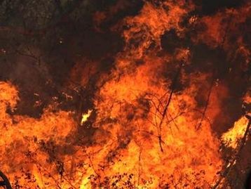 Incêndios ameaçam capacidade de florestas de armazenarem CO2