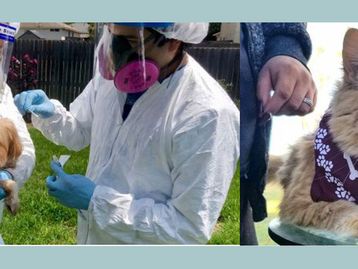 Variante B.1.1.7 do coronavírus infectou animais pela 1ª vez